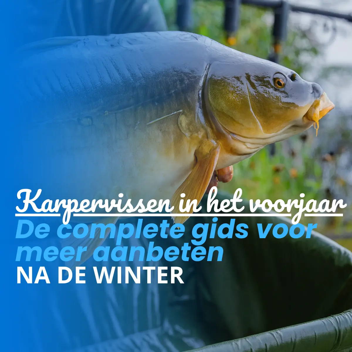 Karpervissen in het voorjaar 2026